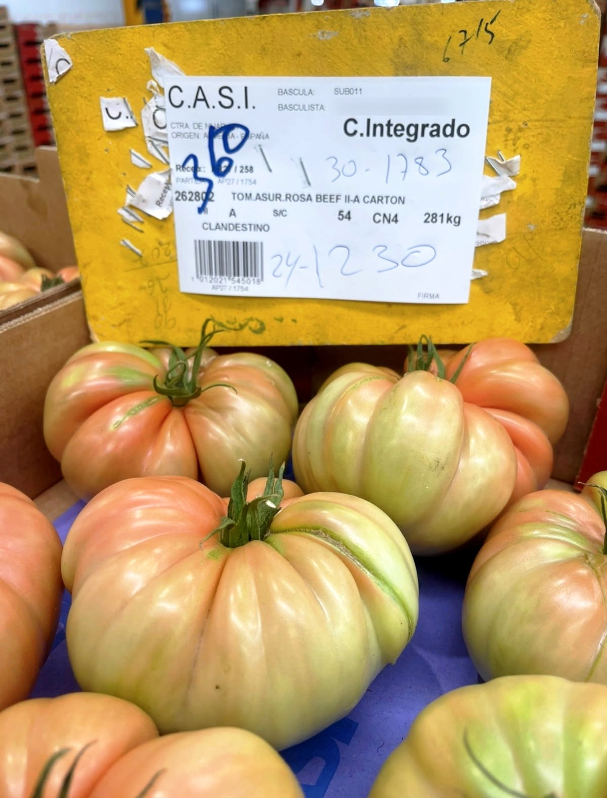 Pink beef tomatoes in a CASI auction box with the lot label